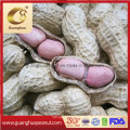 Bulk Price Peanut in Shell for Export New Crop